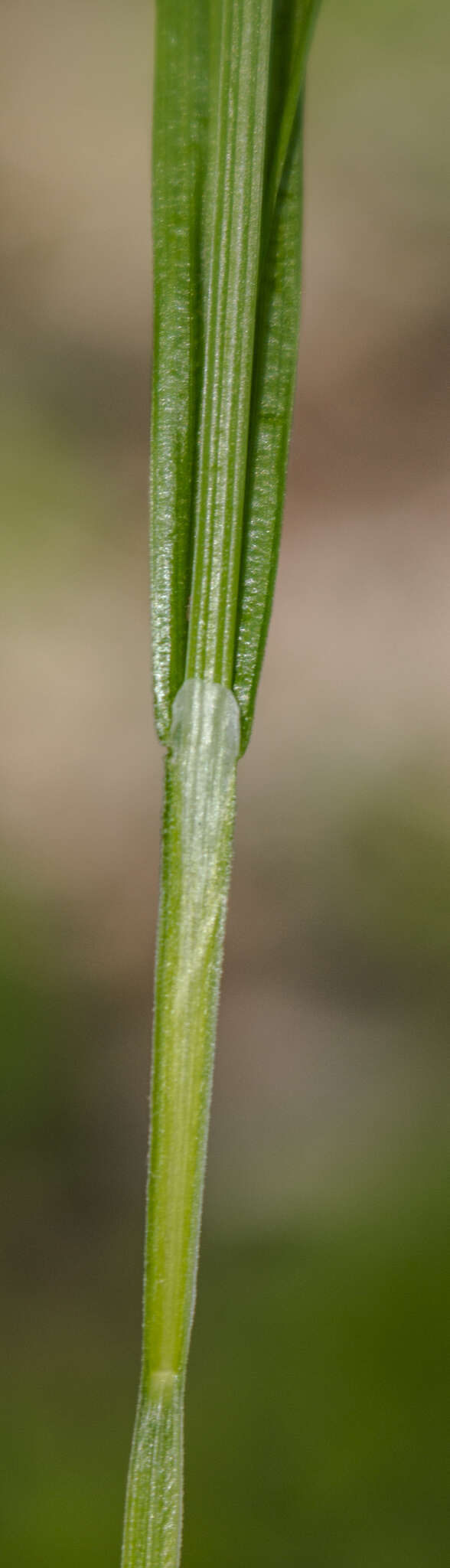 Image of eastern woodland sedge