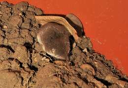 Image of bicoloured white-toothed shrew, bicoloured shrew