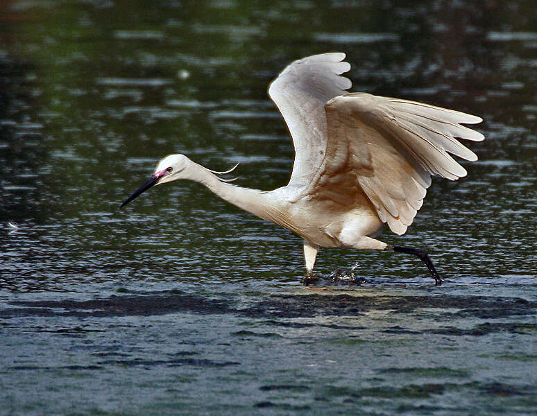 Image of Little Egret