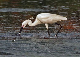 Image of Little Egret