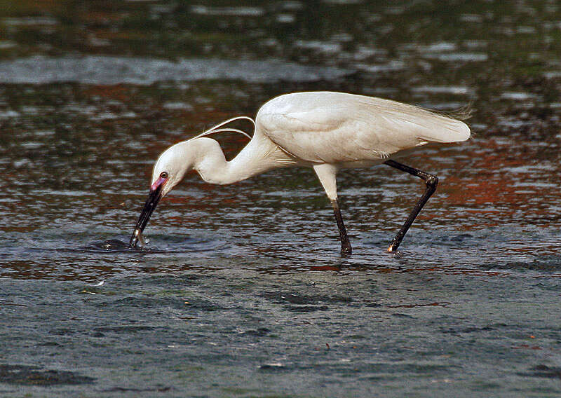 Image of Little Egret