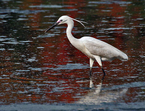 Image of Little Egret