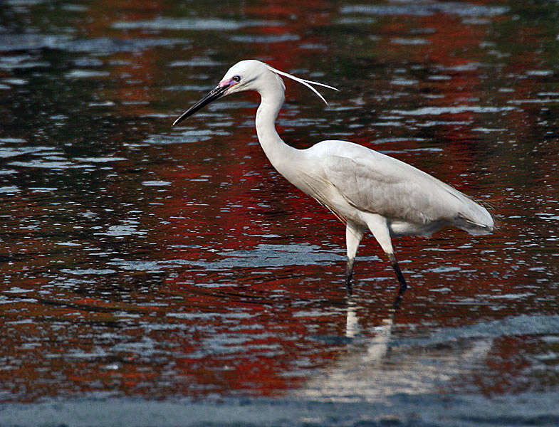 Image of Little Egret