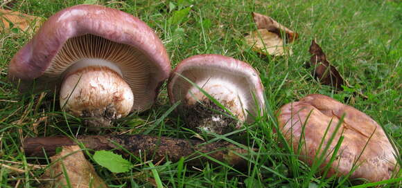 Image of Cortinarius balteatocumatilis Rob. Henry ex P. D. Orton 1960