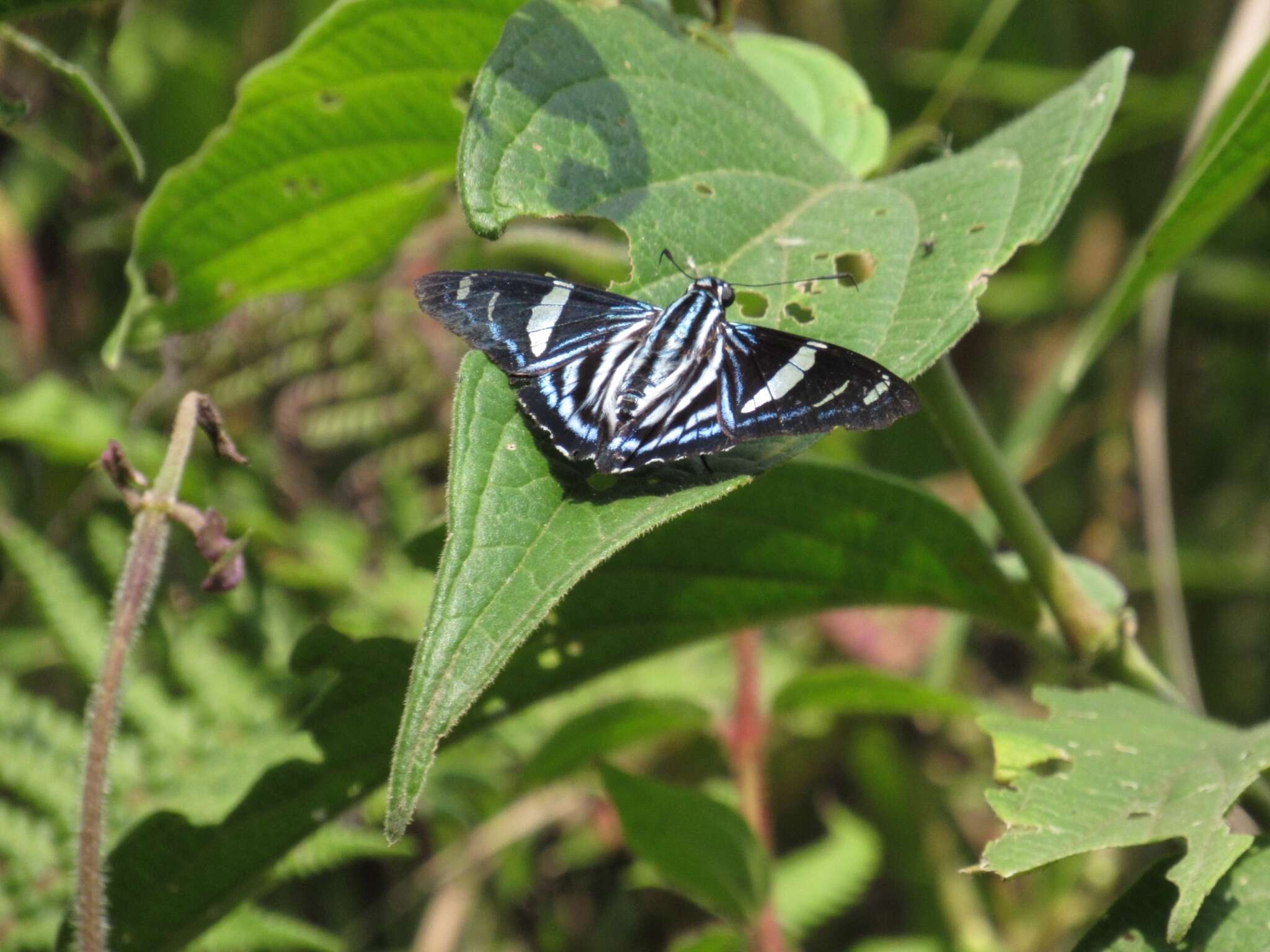 Plancia ëd Phocides thermus Mabille 1883