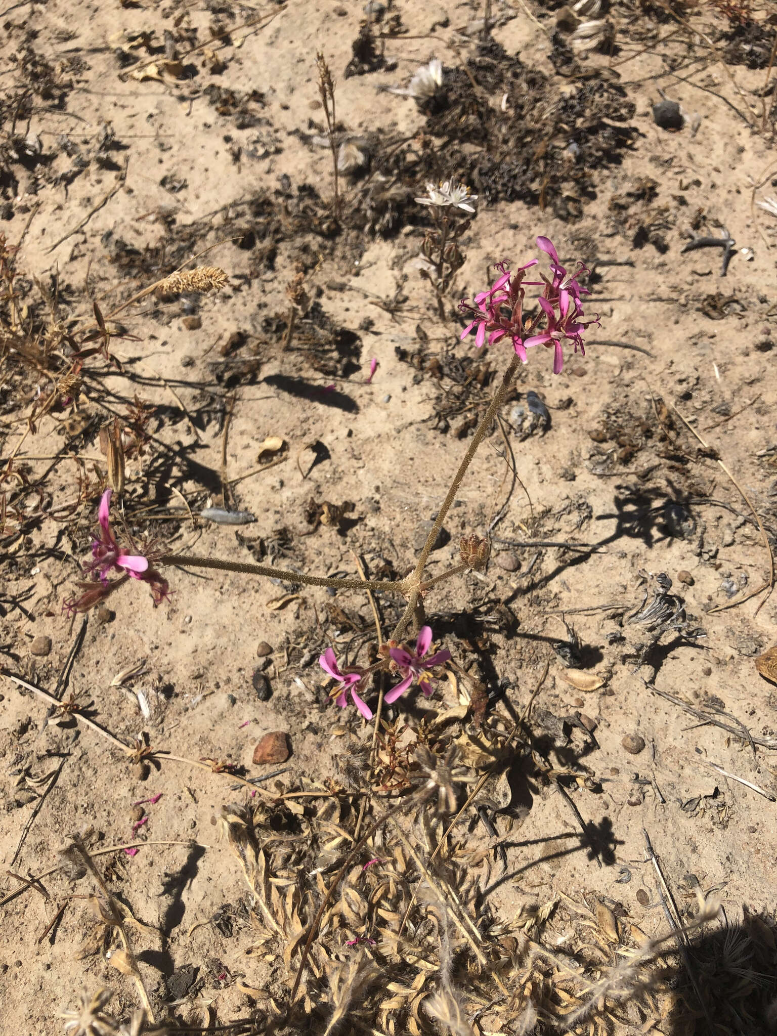 Image of Pelargonium triphyllum Jacq.