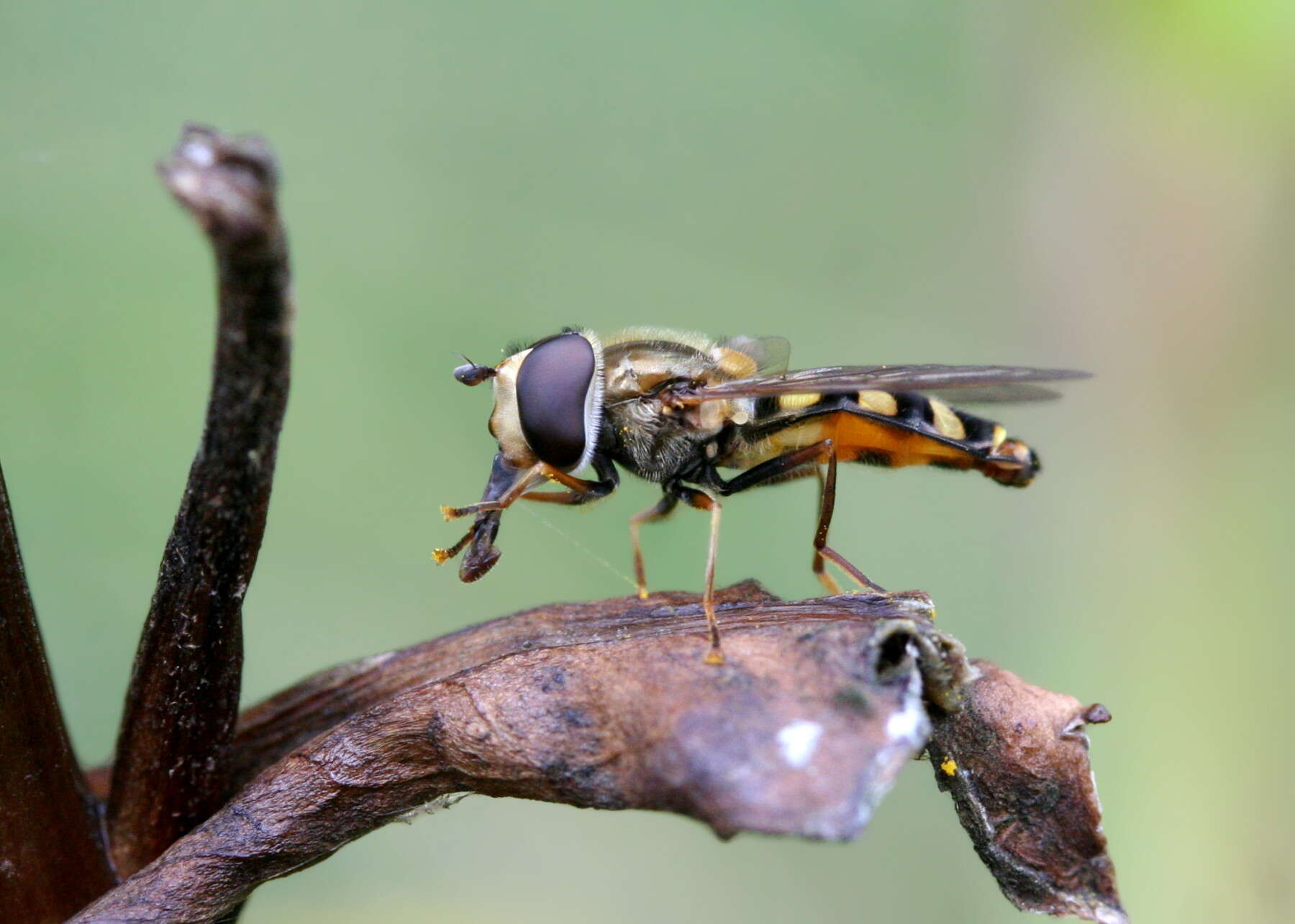 Image of American Hover Fly