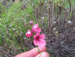 Image of Diascia integerrima E. Mey. ex Benth.