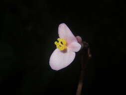 Image of Begonia chongzuoensis Yan Liu, S. M. Ku & C. I Peng