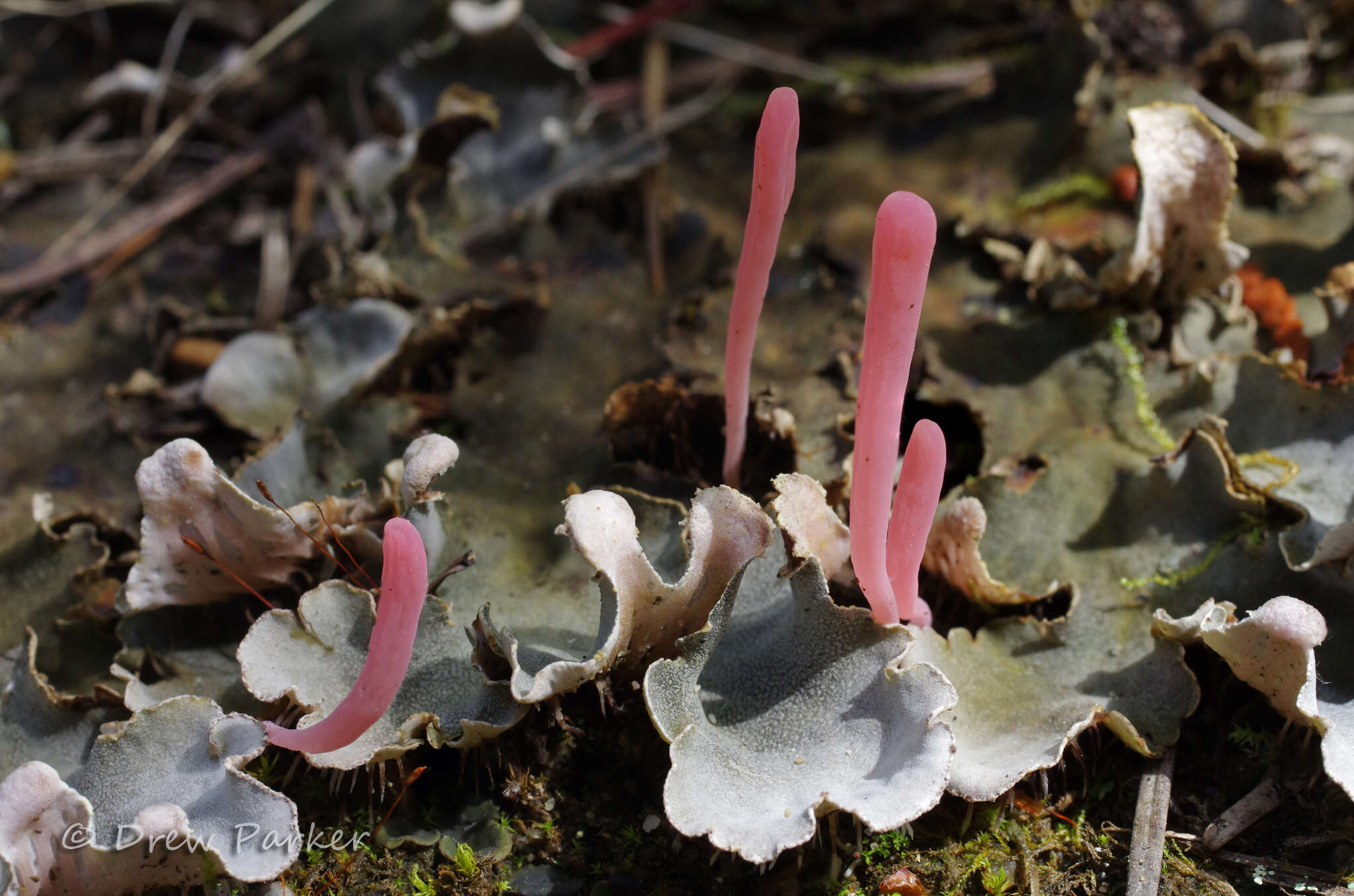 Image of Clavaria rosea Fr. 1821