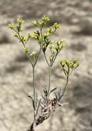 Image of grand buckwheat