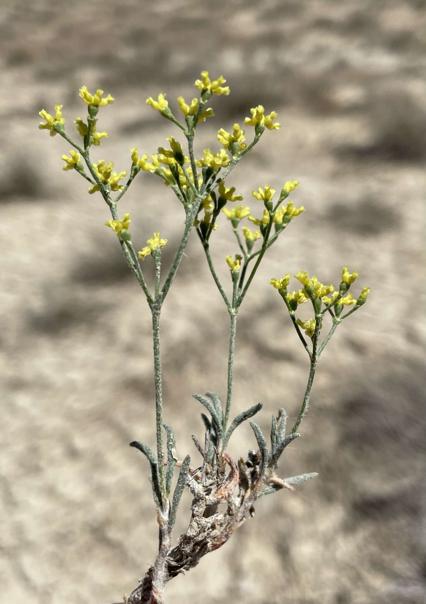 Imagem de Eriogonum contortum Small