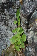 Image of spiked saxifrage