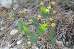 Image of barestem biscuitroot