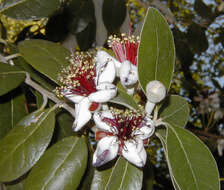 Image of Acca