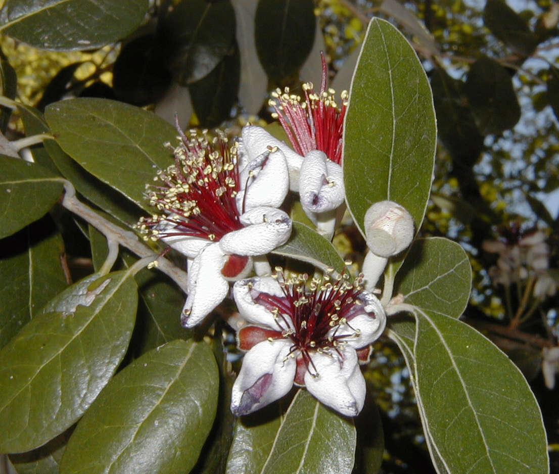 Image of Acca
