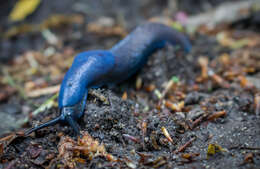 Image of Carpathian blue slug