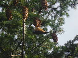 Image of Red-breasted Nuthatch