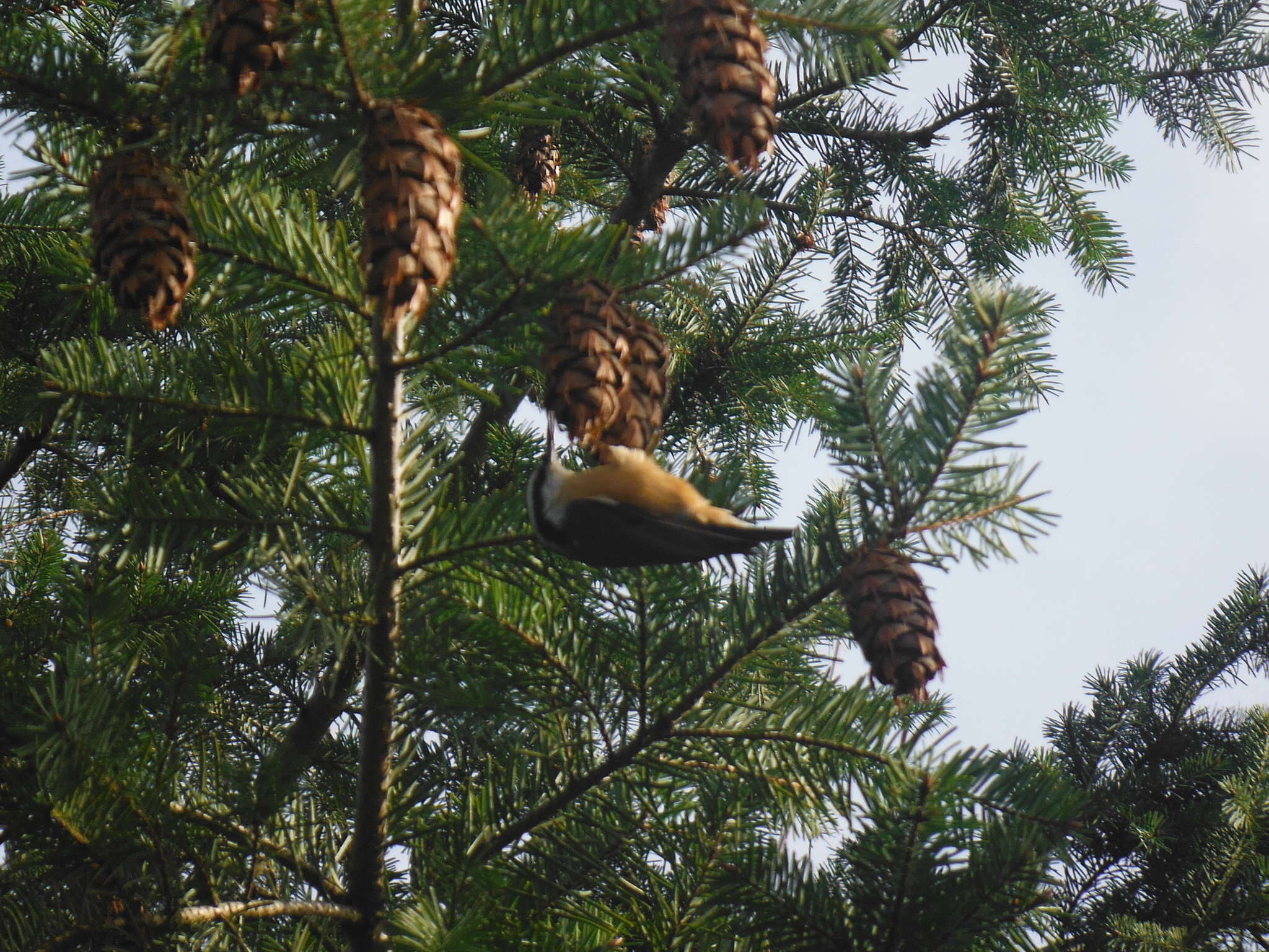 Imagem de Sitta canadensis Linnaeus 1766