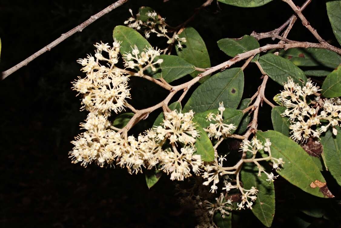 Слика од Pomaderris elliptica var. elliptica