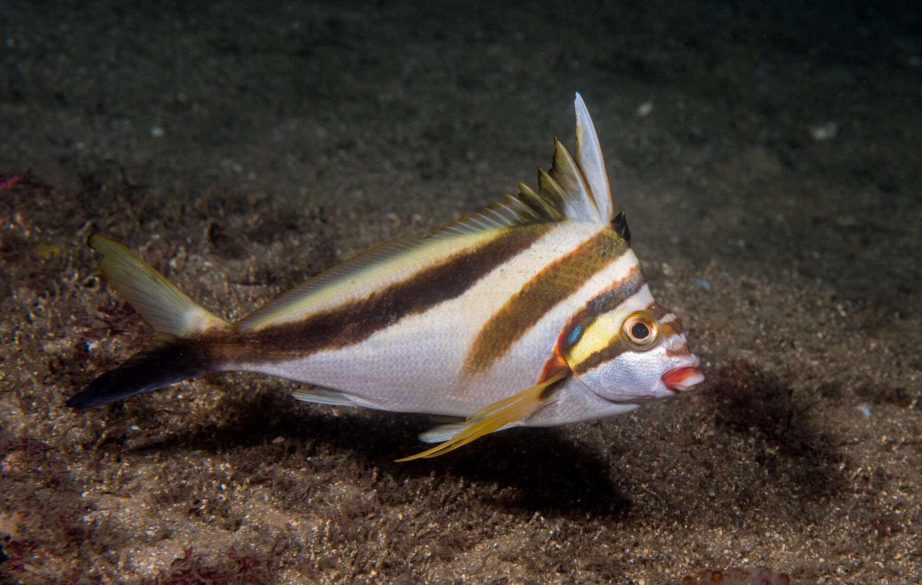 Image of Crested morwong