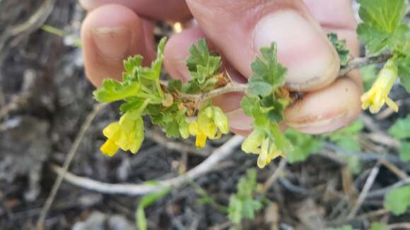 Image of alpine gooseberry