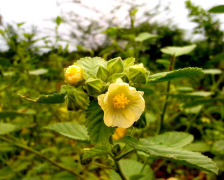 Imagem de Sida rhombifolia L.