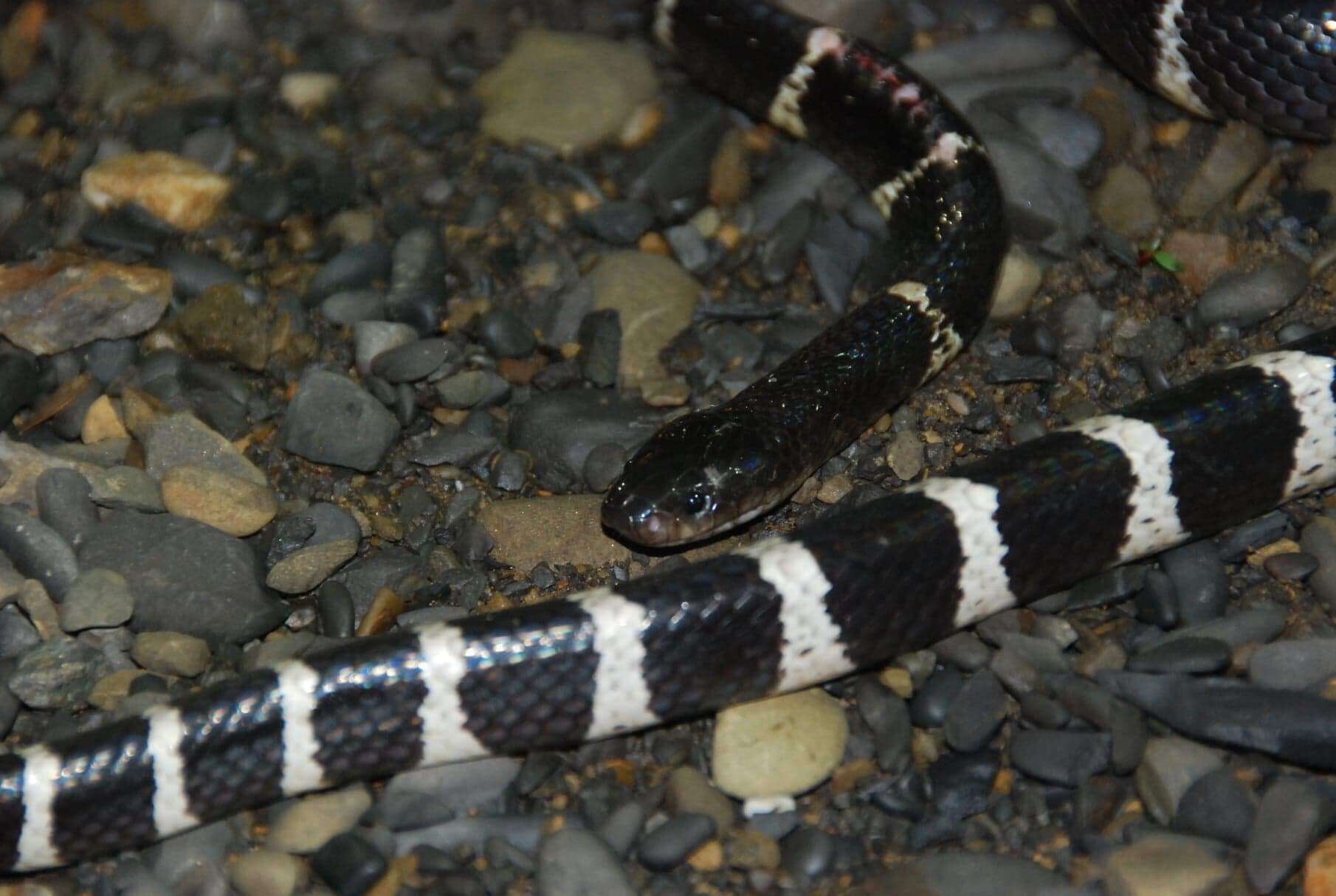 Image of Many-banded Krait