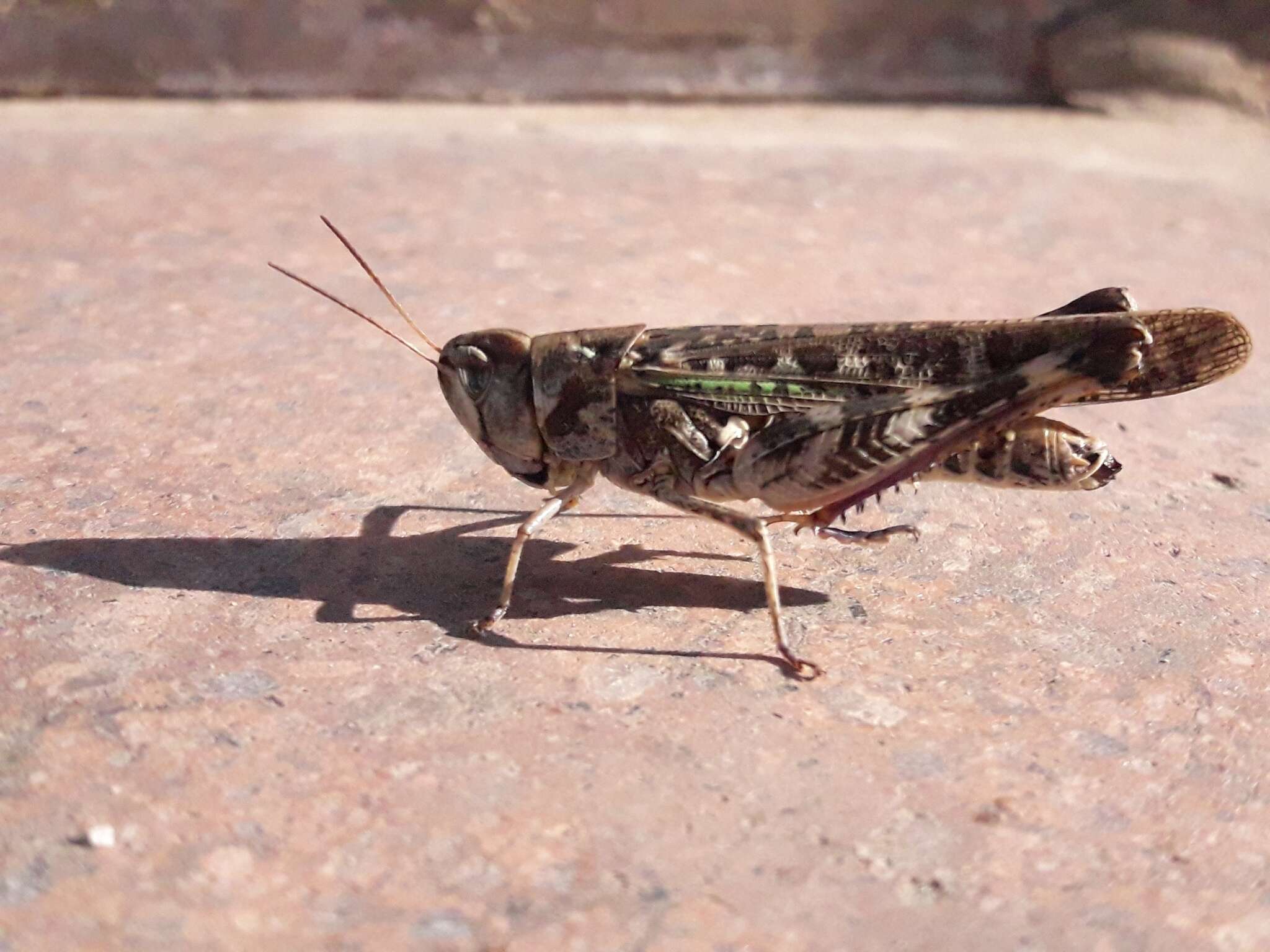 Image of Rhammatocerus pictus (Bruner & L. 1900)