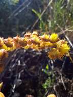 Image of Aeonium diplocyclum (Webb ex Bolle) T. H. M. Mes