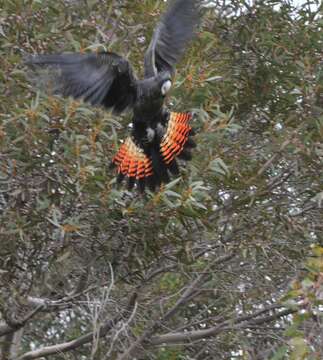 Imagem de Calyptorhynchus banksii graptogyne Schodde, Saunders, DA & Homberger 1989