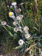 Image of woolly hawkweed