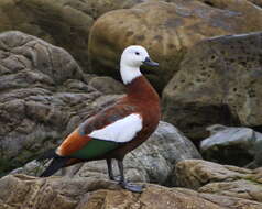 Image of Paradise Shelduck