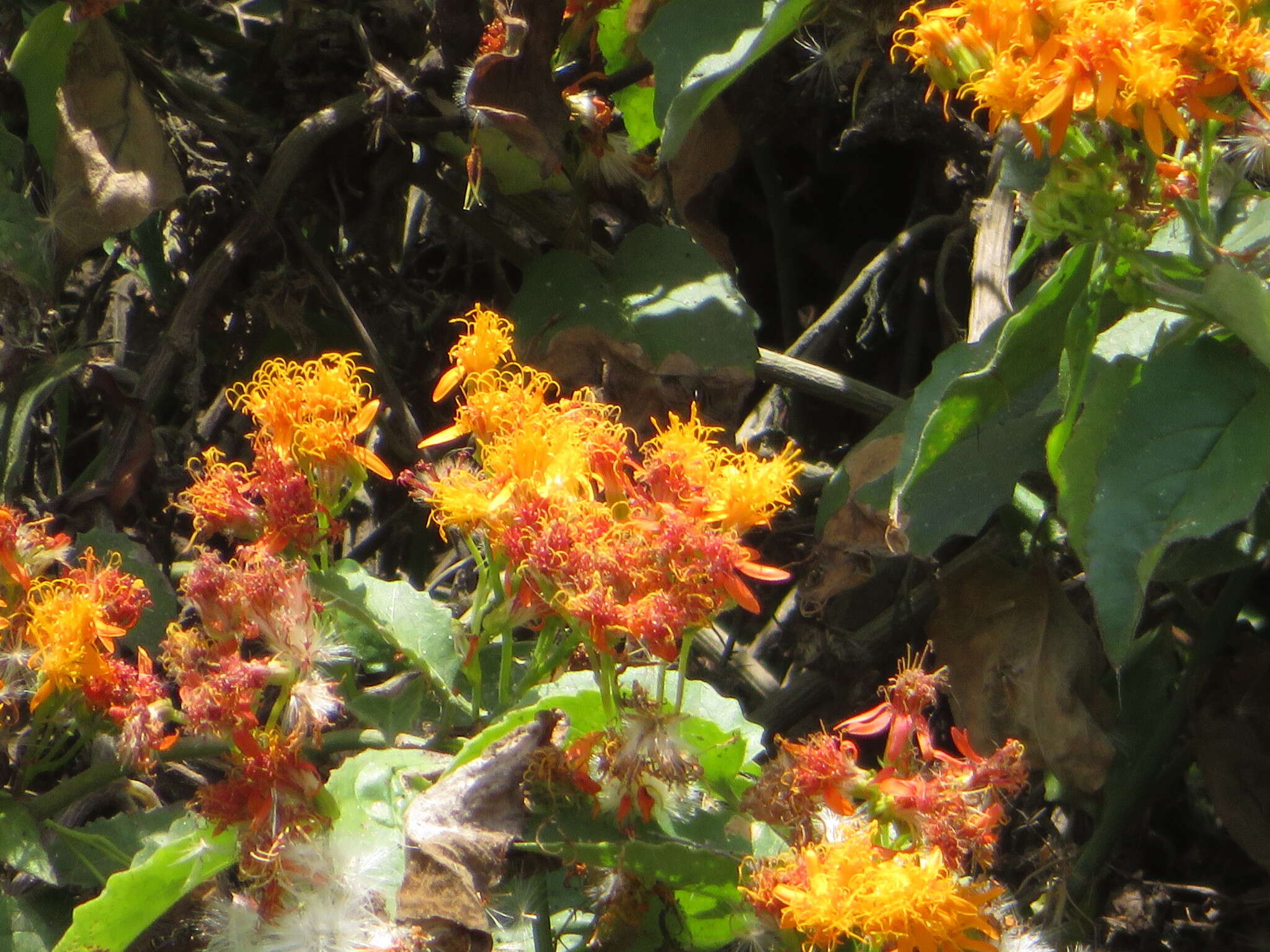 Image of Mexican Flame Vine