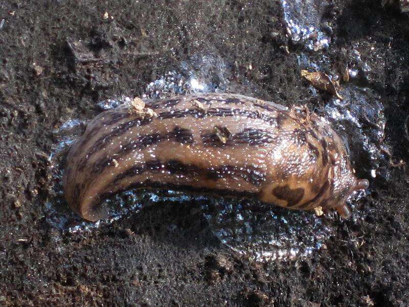 Image of garden slugs