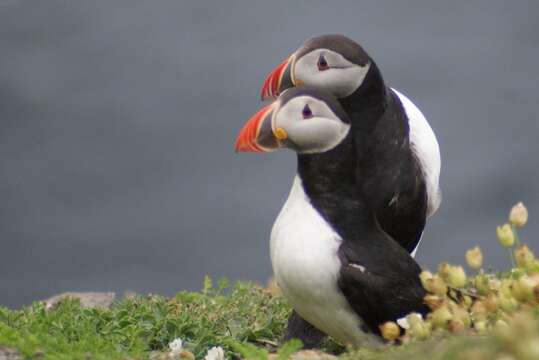 Image of Puffin