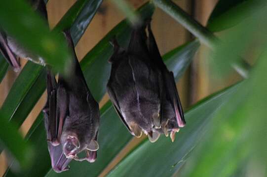 Image of Great Stripe-faced Bat