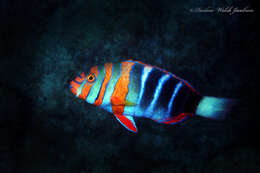 Image of Harlequin Tuskfish