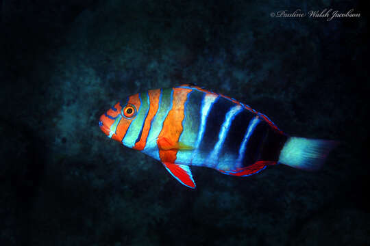 Image of Harlequin Tuskfish