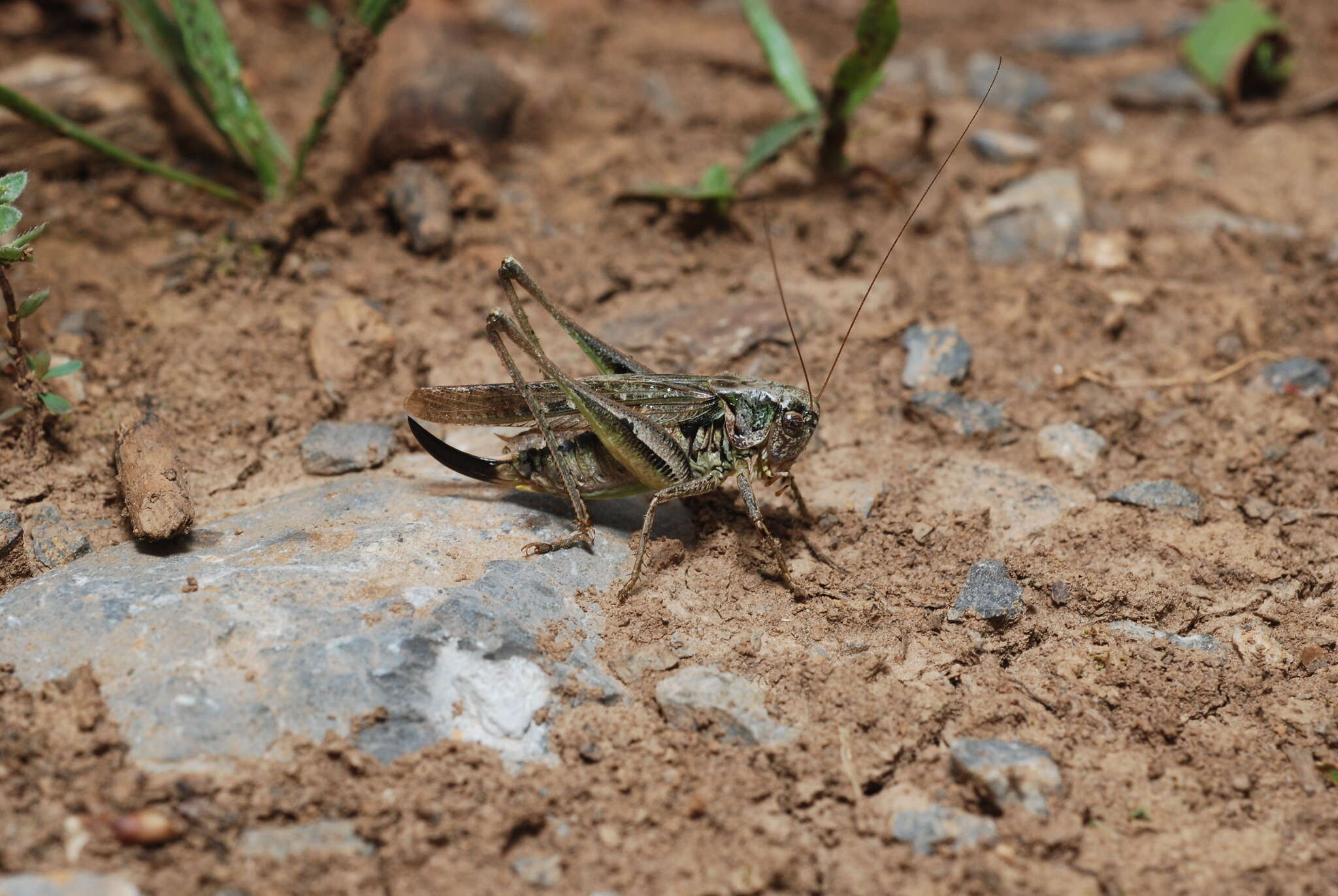 Plancia ëd Platycleis albopunctata (Goeze 1778)