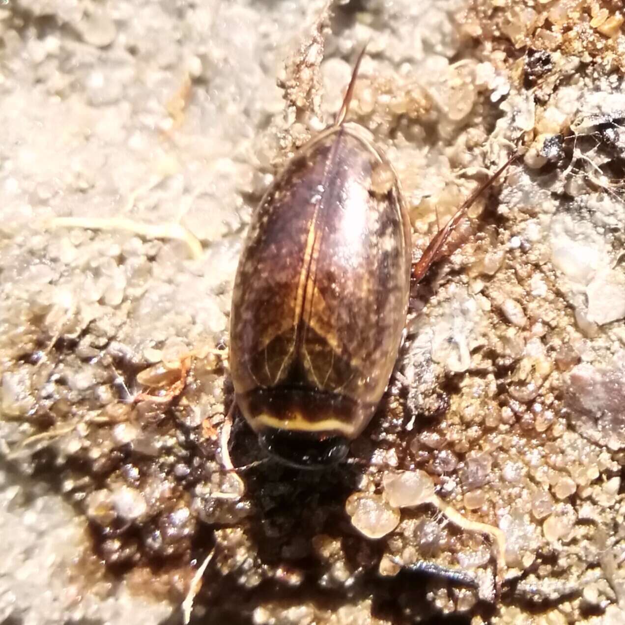 Image of Agabus (Gaurodytes) nebulosus (Forster 1771)