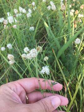 Image of roundhead prairie clover