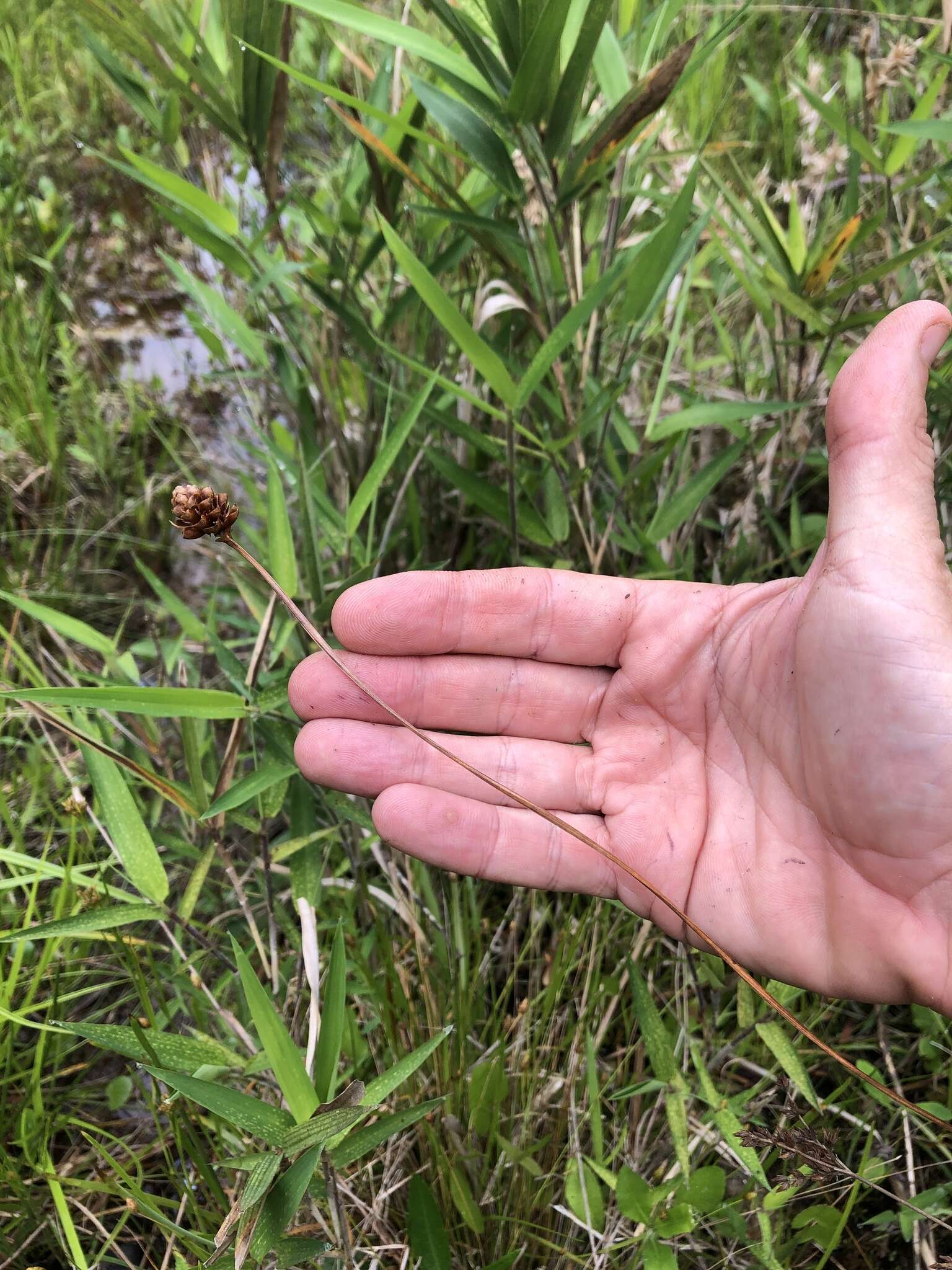 Image of Tall Yellow-Eyed-Grass