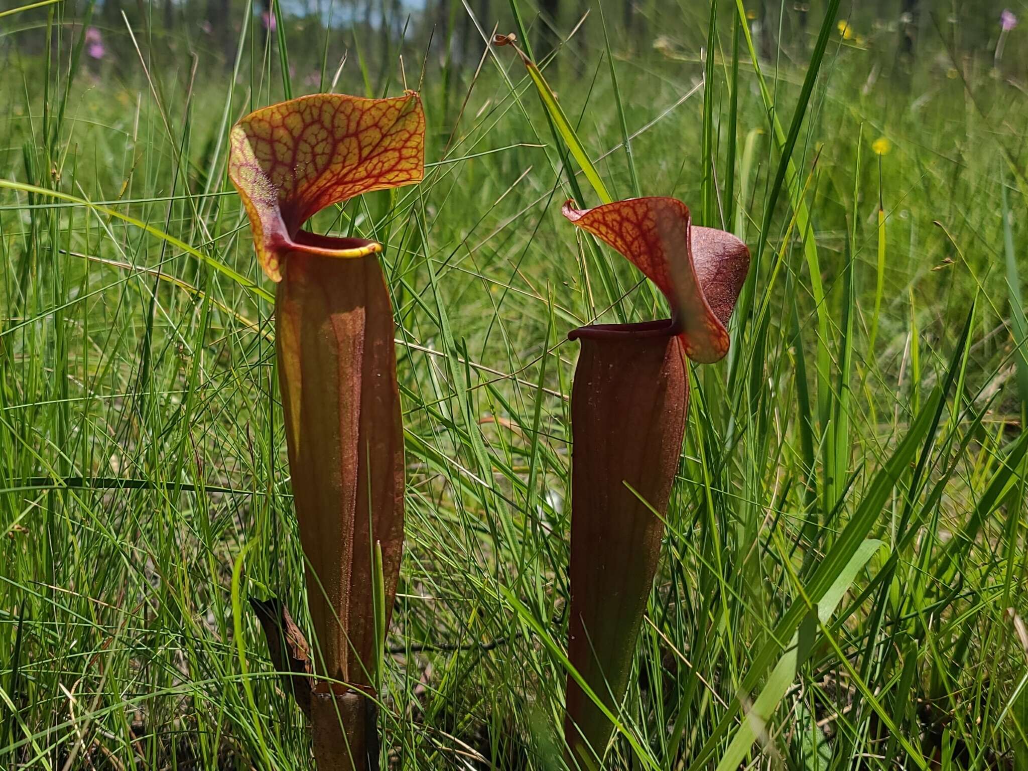 Image of hybrid pitcherplant