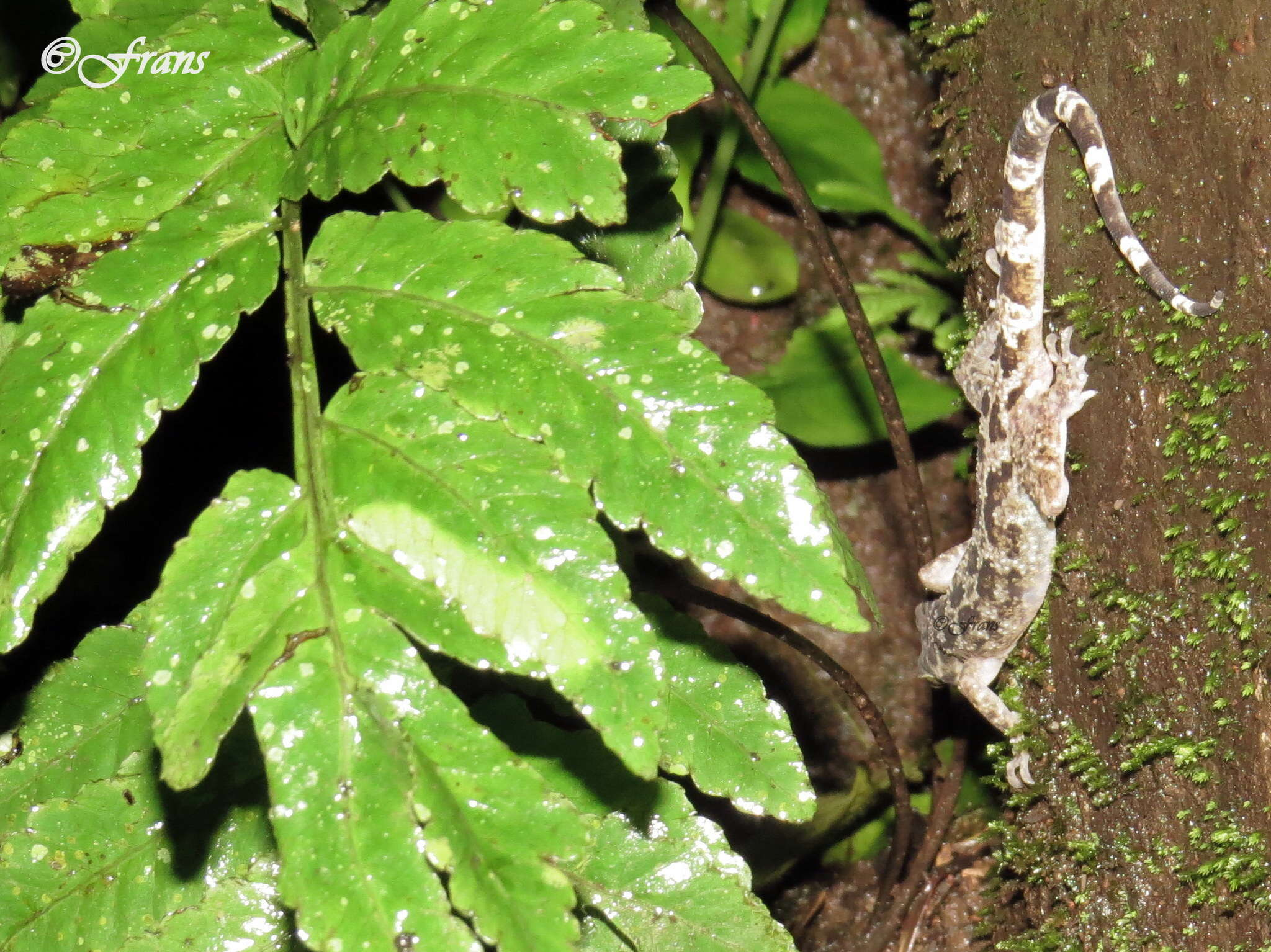 Image of Marbled Bow-fingered Gecko