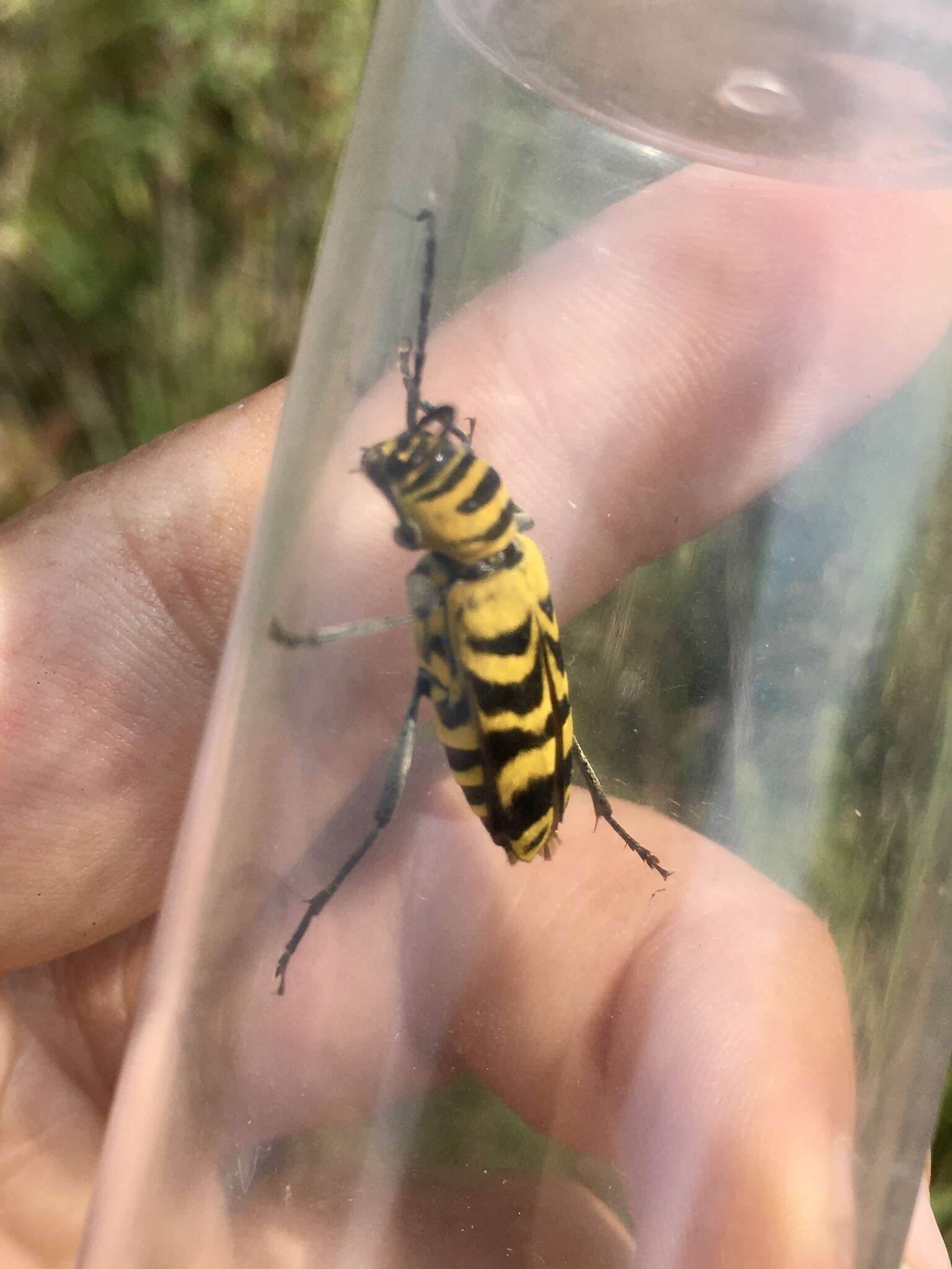 Image of Amorpha Borer