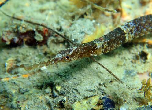 Image of Narrow-snouted Pipefish