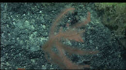 Image of black corals