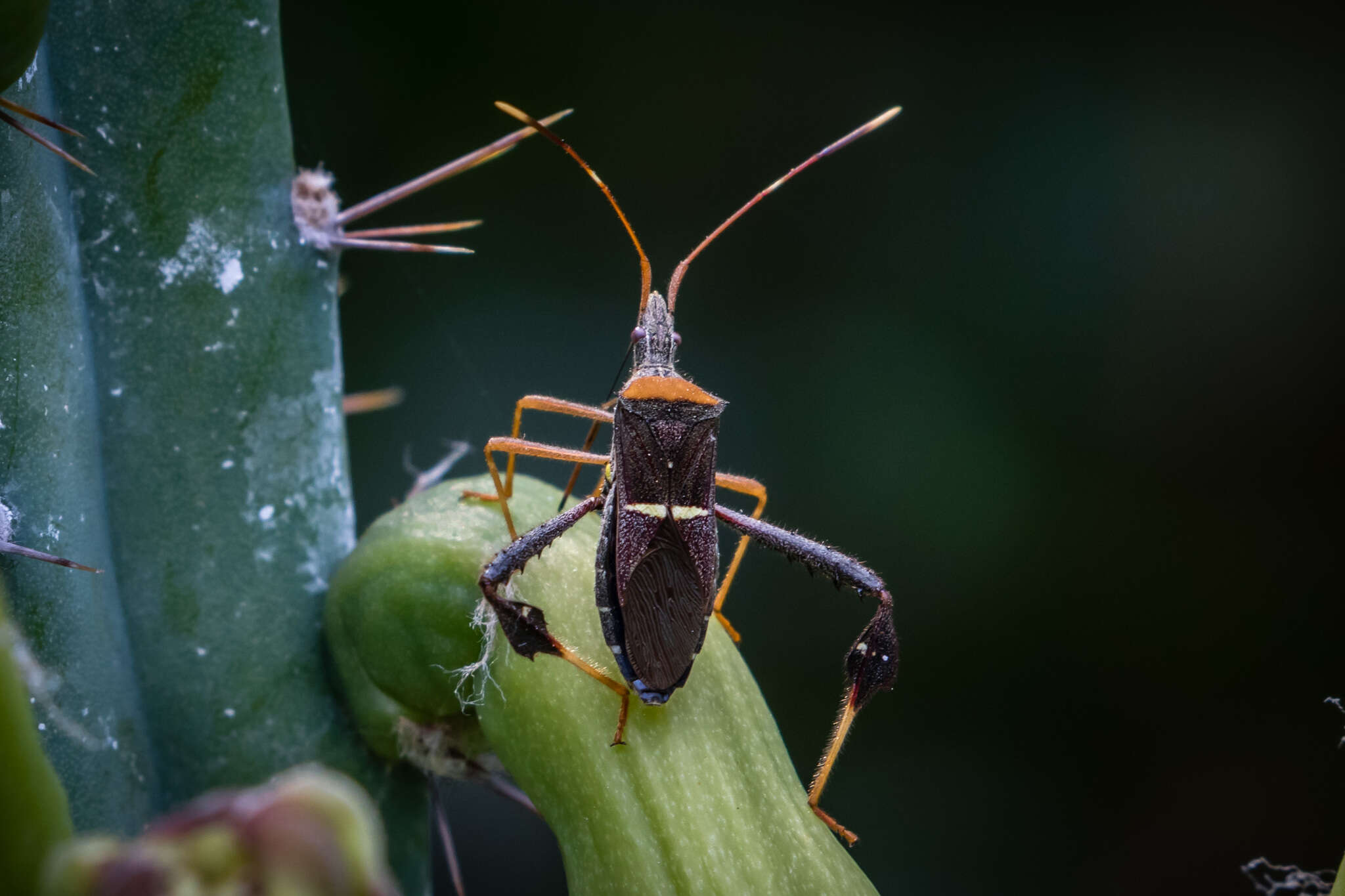 Image of Leptoglossus fasciatus (Westwood 1842)