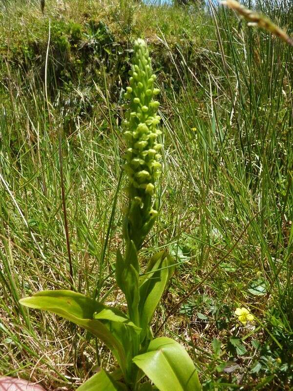 Imagem de Platanthera pollostantha R. M. Bateman & M. Moura